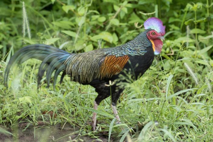 Junglefowl green perry munster van photograph jungle fowl 8th uploaded august which 2011 was