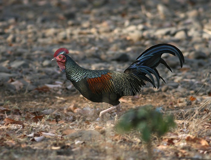 Habitat Dan Perilaku Ayam Hutan Hijau Di Alam Liar