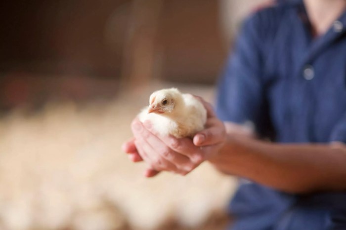 Membandingkan Efisiensi Pakan Ayam Kampung Dan Ayam Broiler