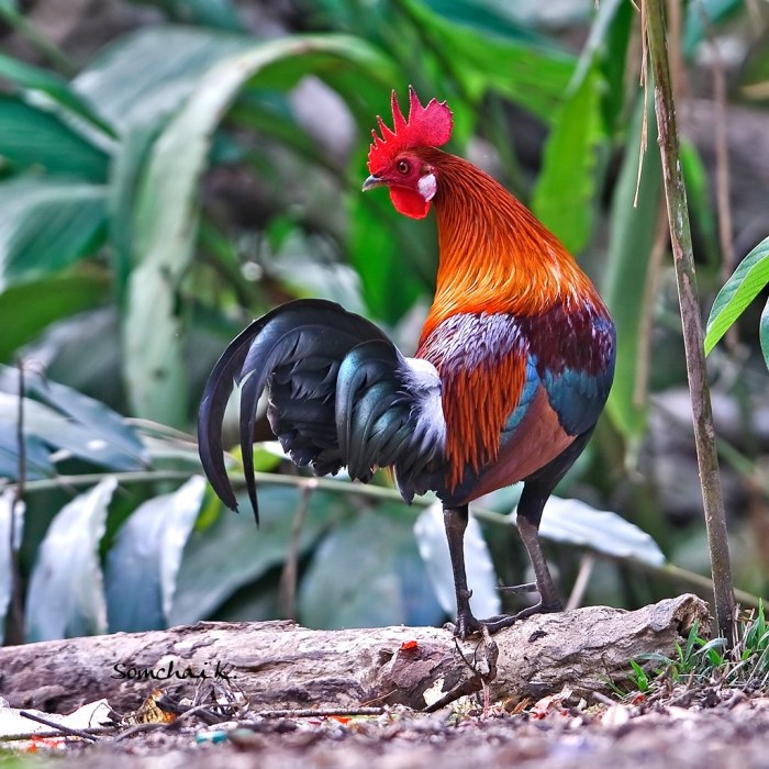 Karakteristik Fisik Ayam Hutan Merah Jantan Dan Betina