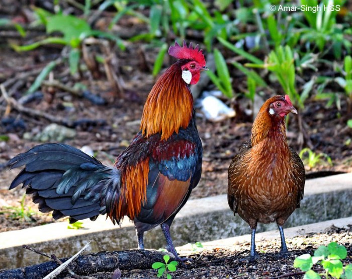 Junglefowl quail varieties breeding genetics