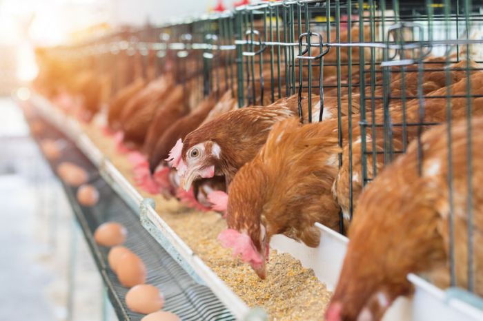 Membandingkan Efisiensi Pakan Ayam Kampung Dan Ayam Broiler