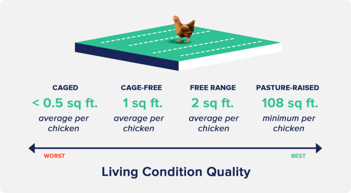 Chicken chickens weight bigger average whole growth broiler poultry meat years faster today growing why time supersized do over sizes