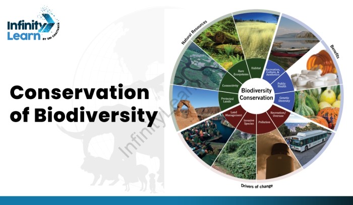 Strategies consequences increase tiger populations leopards carnivores conservation wild other do like have two