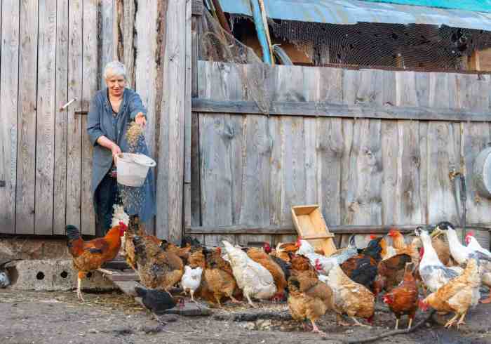 Cara Beternak Ayam Kampung Petelur Skala Rumahan