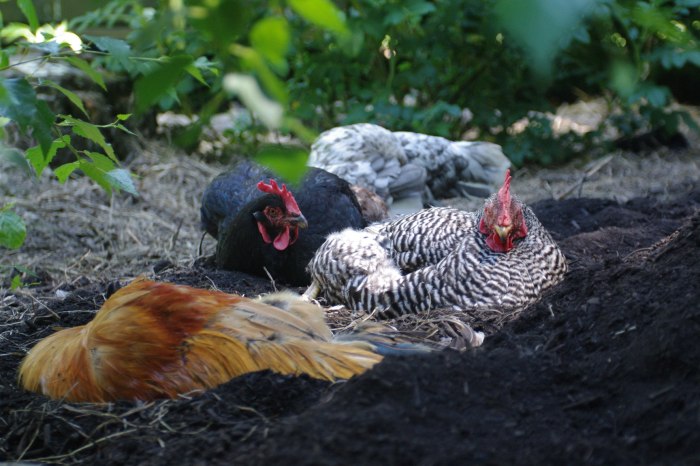 Mengetahui Potensi Pemanfaatan Ayam Hutan Secara Berkelanjutan