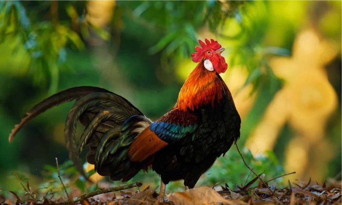 Karakteristik Fisik Ayam Hutan Merah Jantan Dan Betina