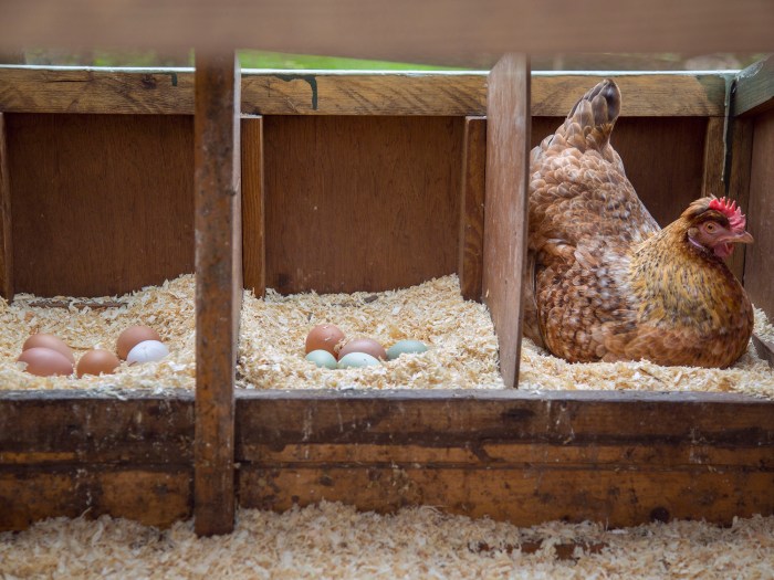 Chickens raise raising coop pasture laying cages hens