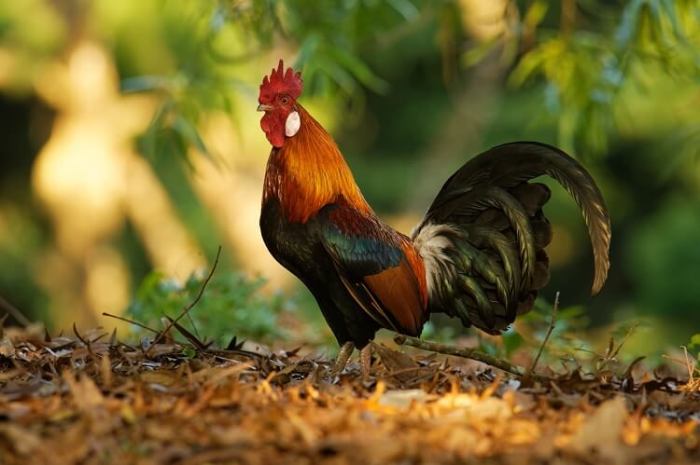 Sejarah Penyebaran Ayam Kampung Di Indonesia