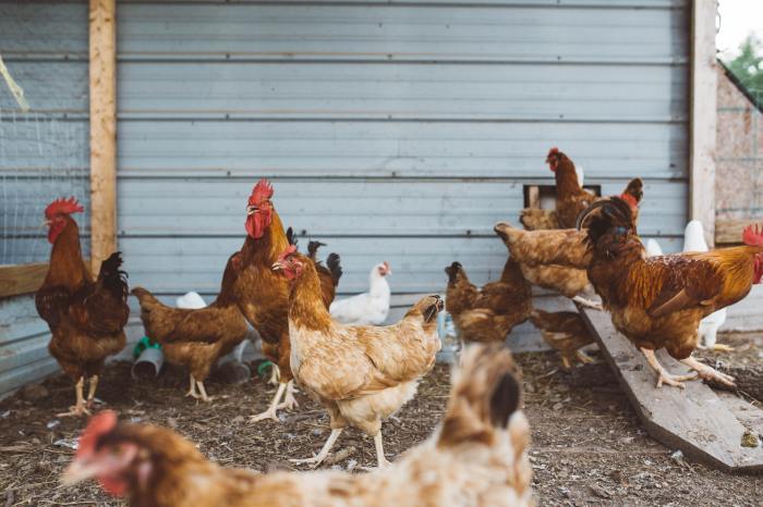 Mengetahui Potensi Pemanfaatan Ayam Hutan Secara Berkelanjutan