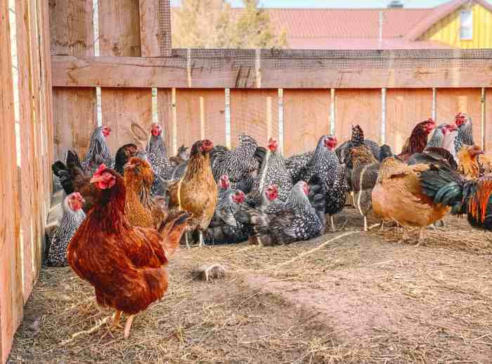 Chickens meat raise tips old raising week broilers water backyard learn thinking