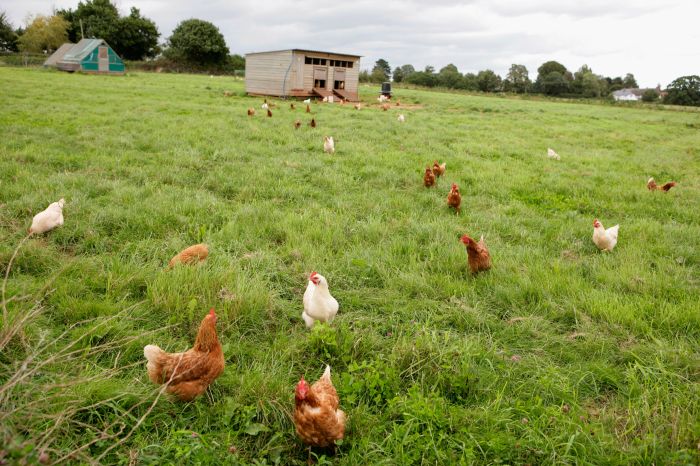 Chickens coop poultry raising feed smithmeadows farms hens laying organic flock meadows homestead pasture coops raised