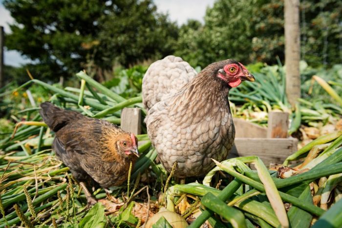 Bagaimana Memilih Ayam Kampung Yang Sehat Dan Berkualitas