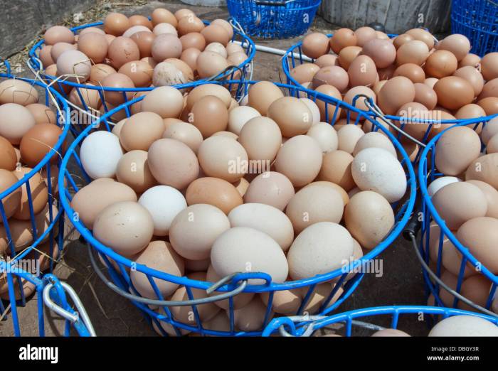 Potensi Bisnis Telur Ayam Kampung Organik Di Kota Besar