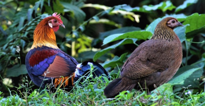 Karakteristik Fisik Ayam Hutan Merah Jantan Dan Betina