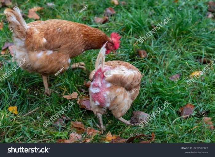 Poultry